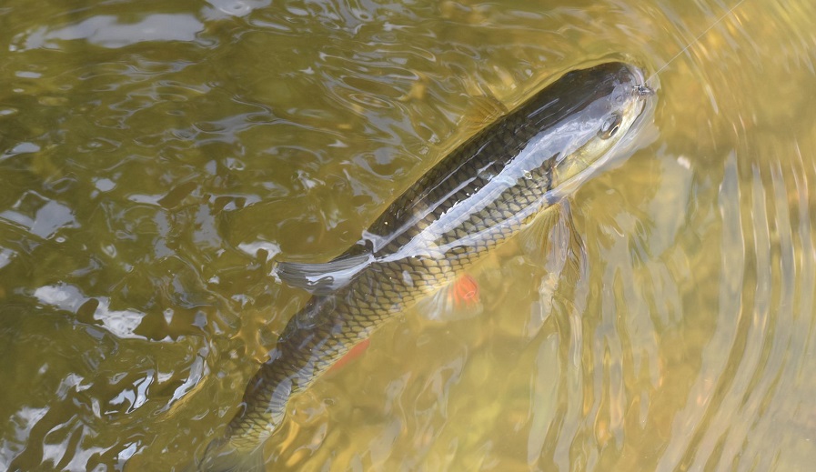 干貨 ▏飼料這么選，更能降低魚價下跌風險！