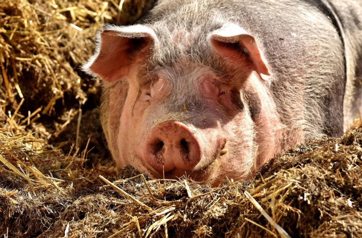 原花青素在防控分泌性腹瀉中的研究進展（上）