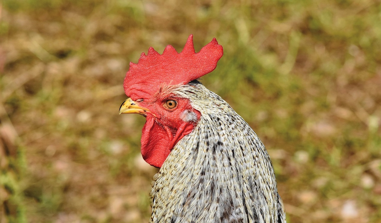 產氣莢膜梭菌的預防和管理措施！