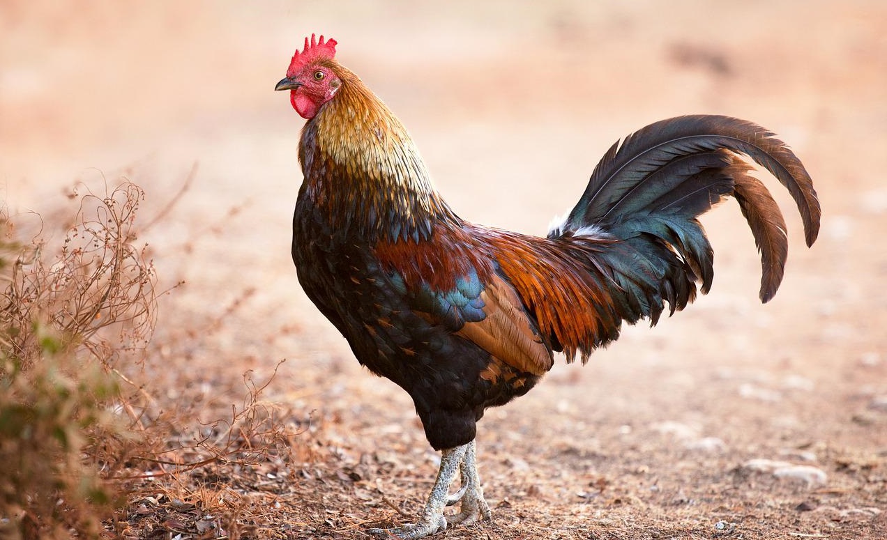 產氣莢膜梭菌致病機理和流行病學！